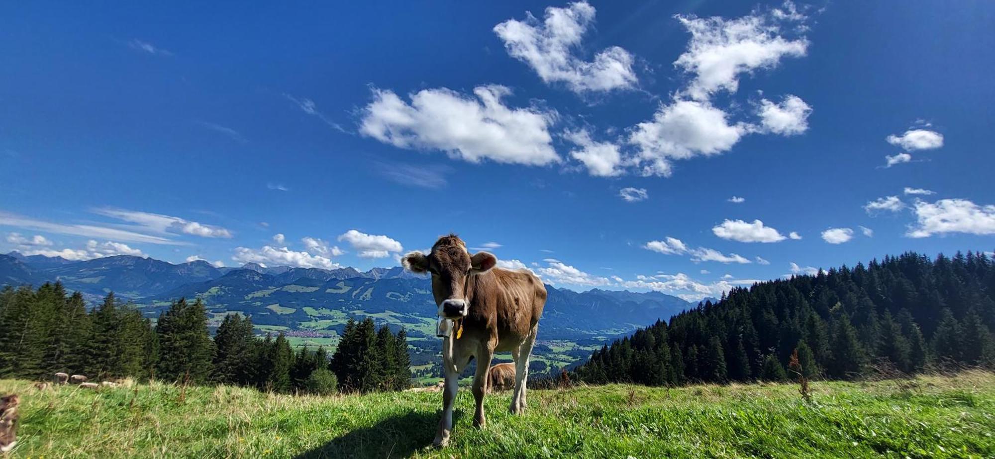 Allgaeuzeit Mit Wlan Steibis *